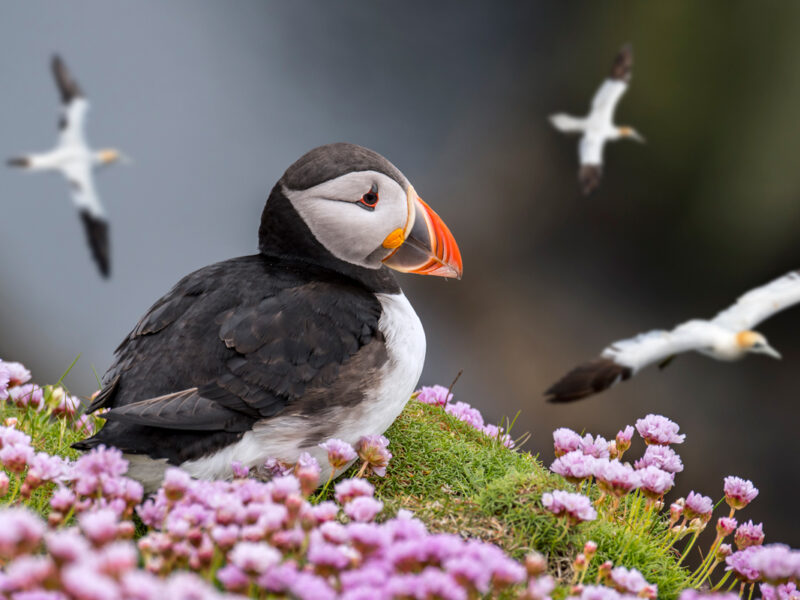puffin in Shetland scotland