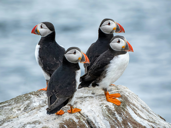 puffins scotland