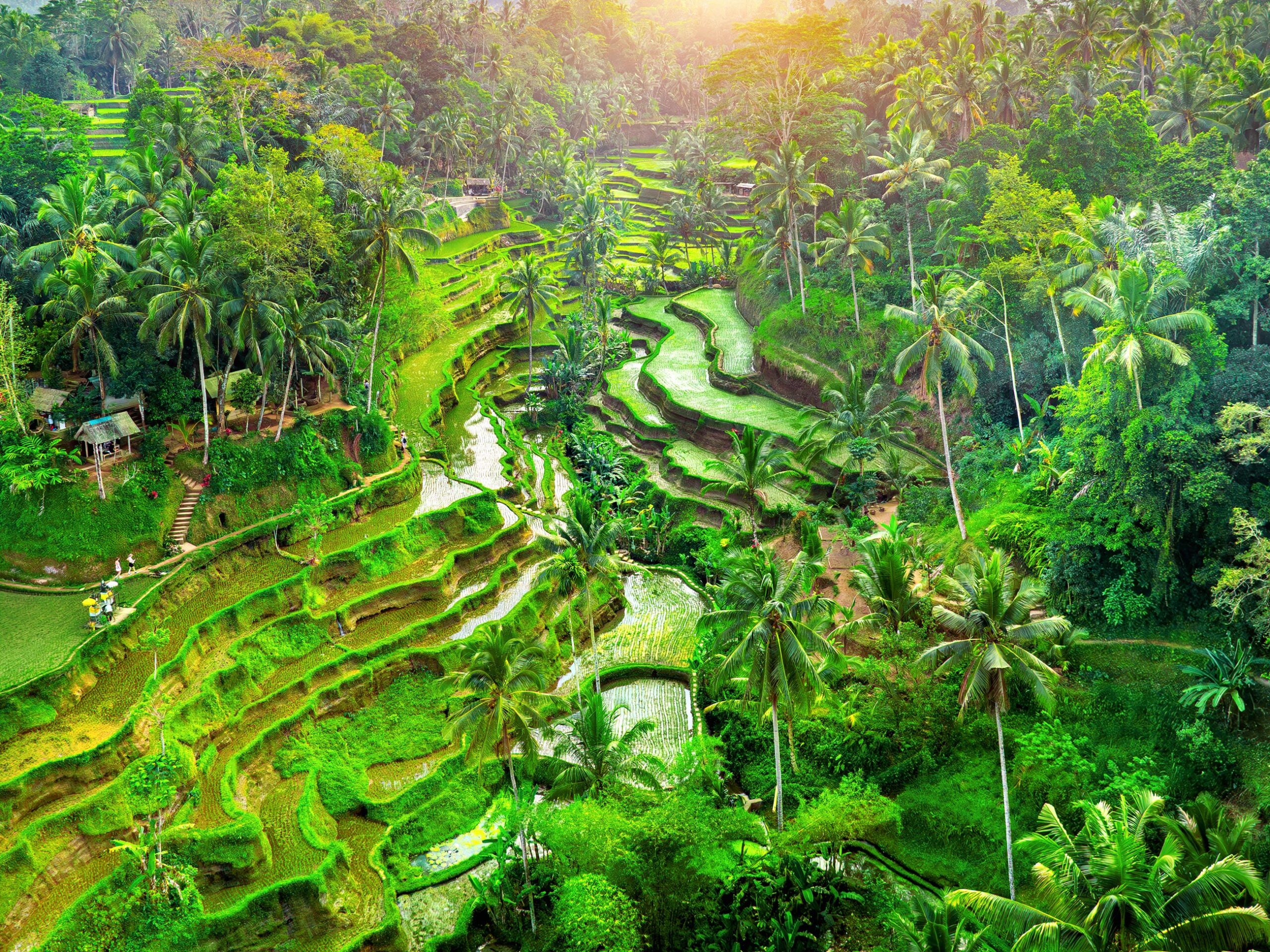 Tegalalang Rice Terraces from above