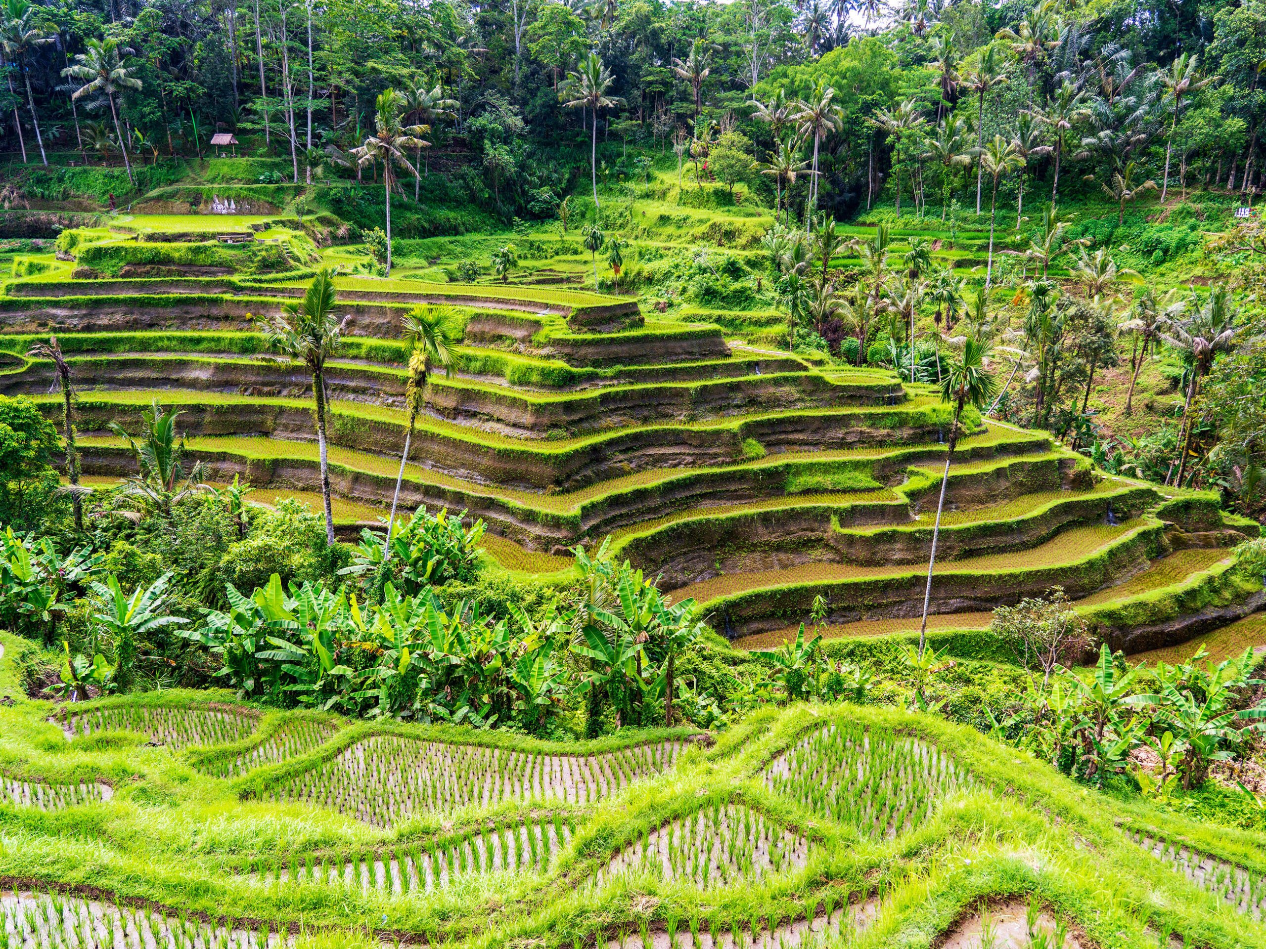 rice paddies in Ubud, Bali