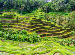 rice paddies in Ubud, Bali