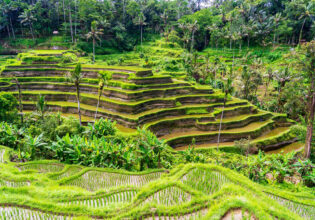 rice paddies in Ubud, Bali