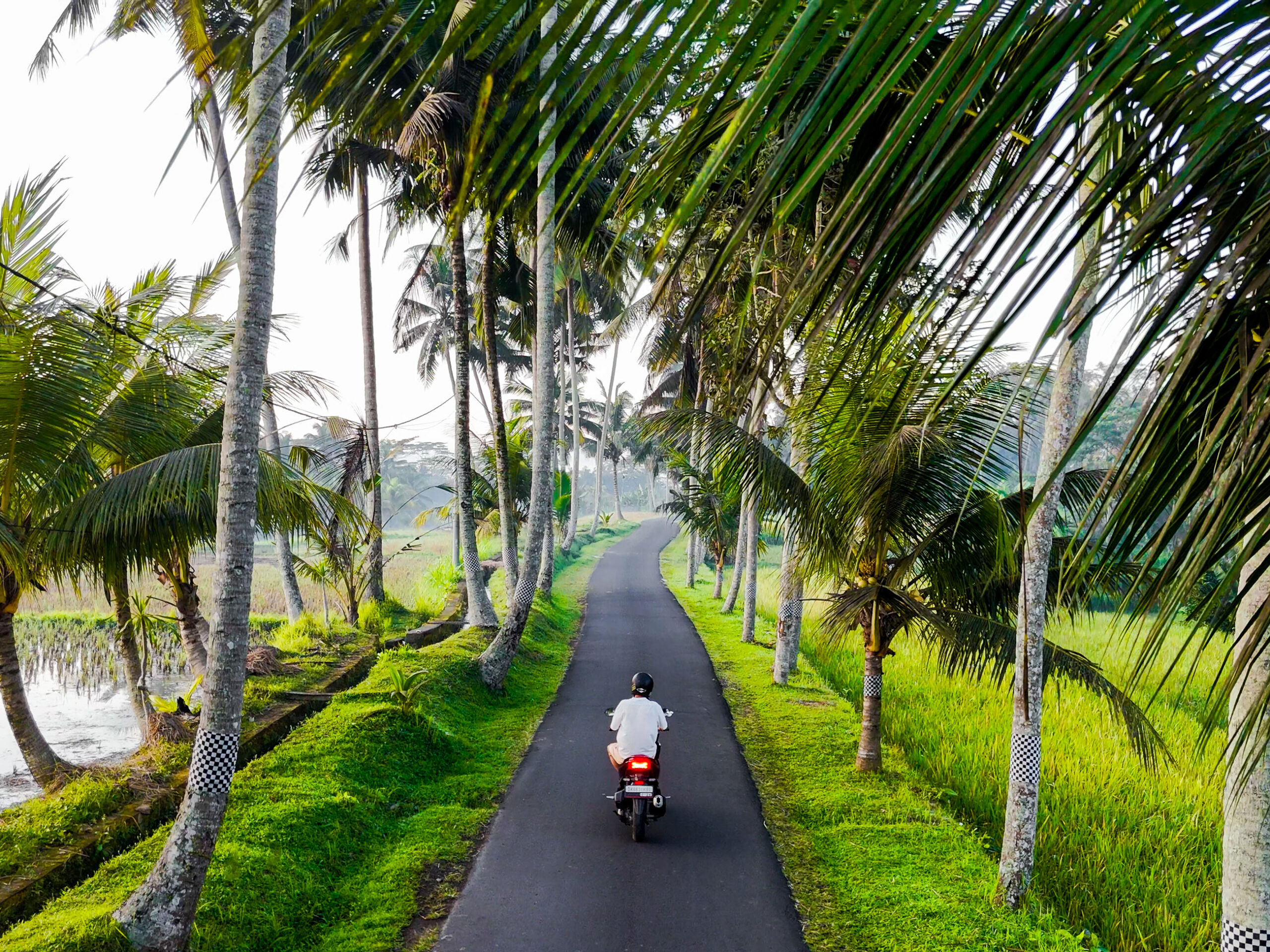 motorcycle driving along palm tree-lined road in Bali