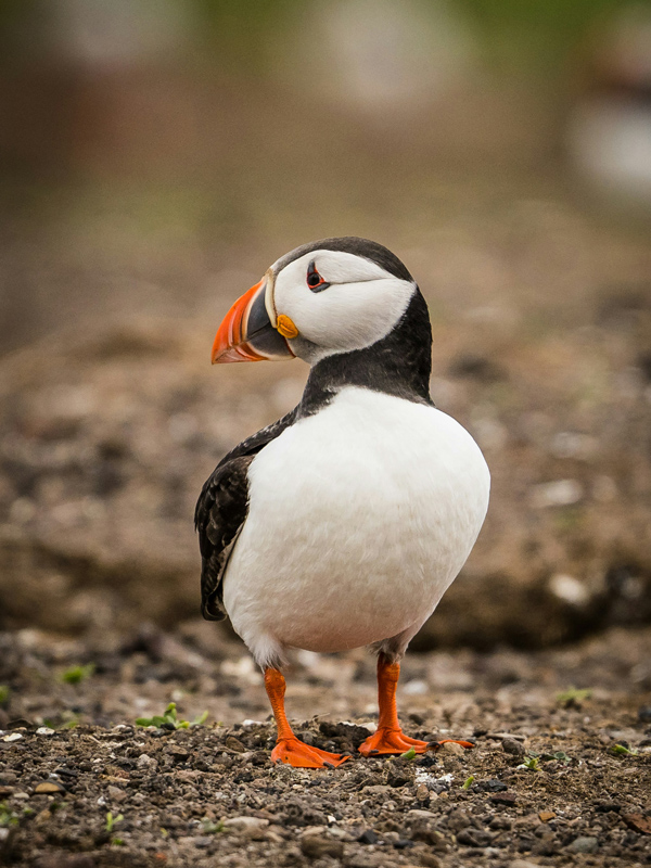where to see puffins in scotland