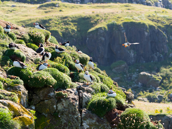 puffins Island of Mull.