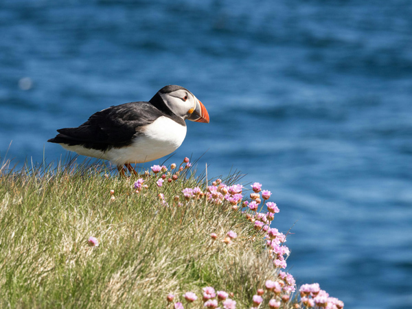 puffin in Shetland scotland