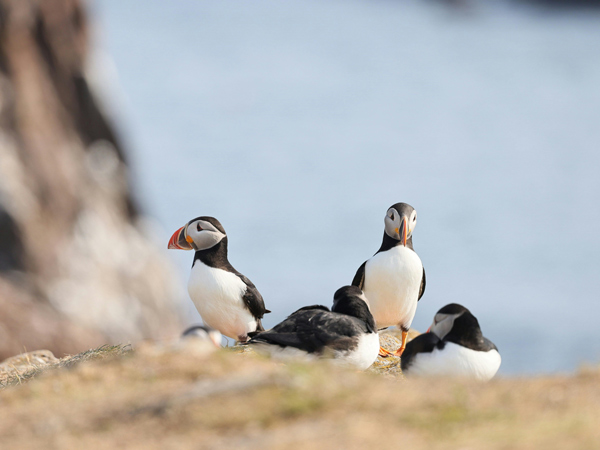 puffins in scotland
