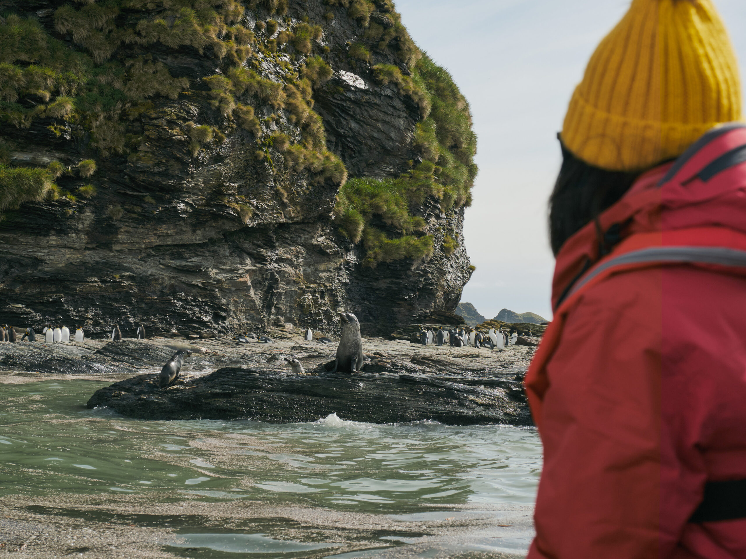 large colonies of penguins and seals onthe South Atlantic island