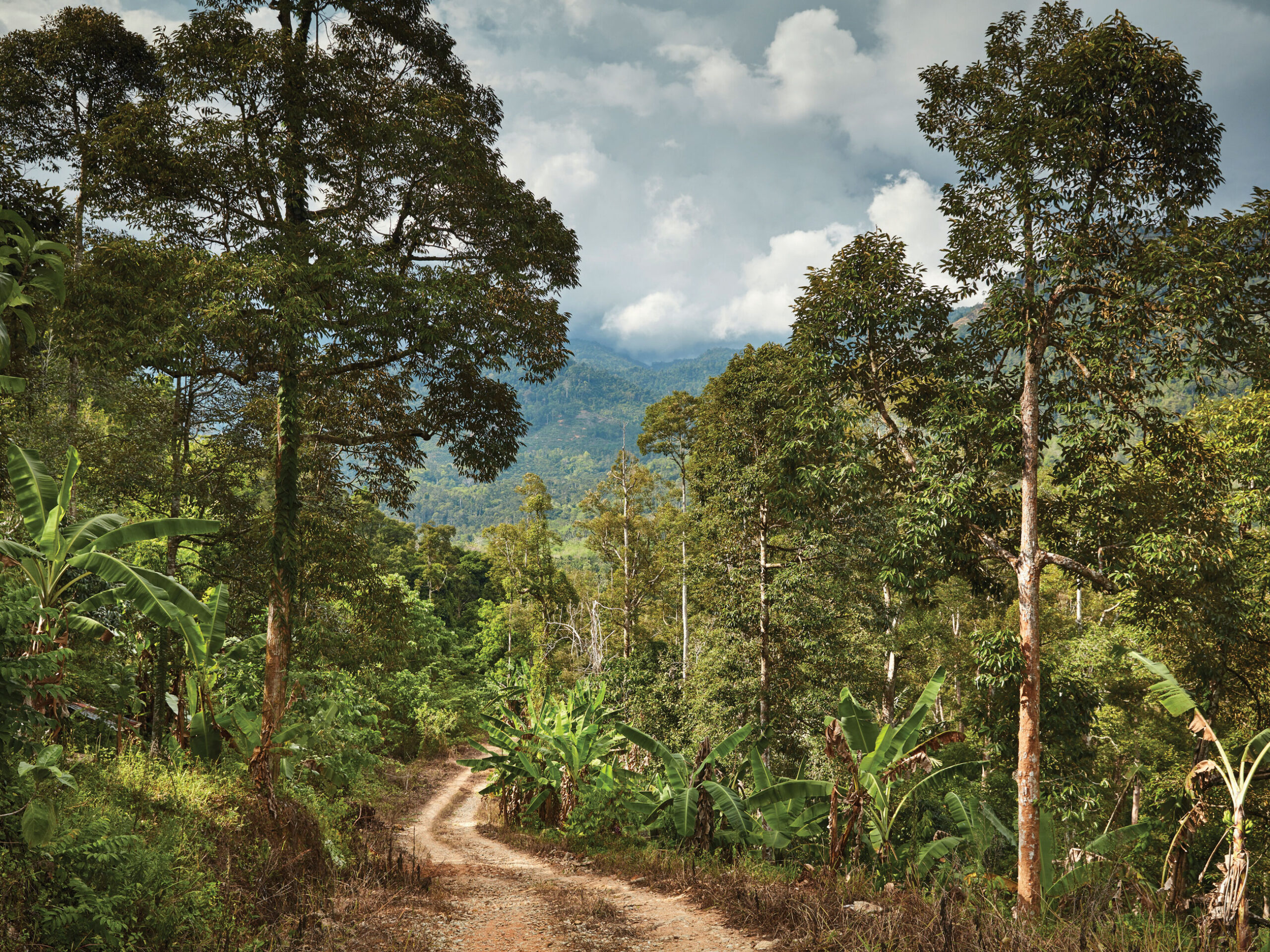 serene jungle trails