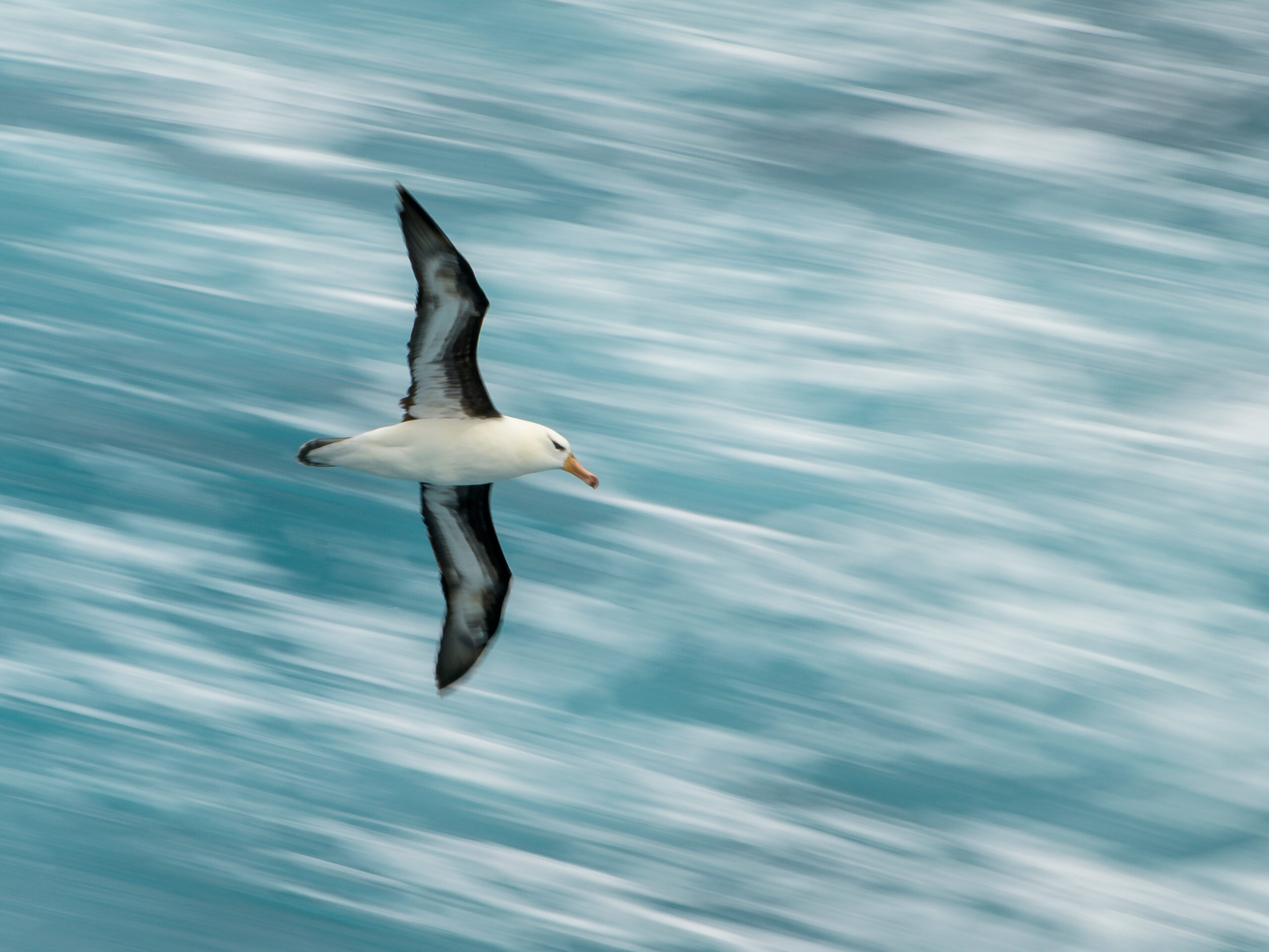 an albatross in Antarctica