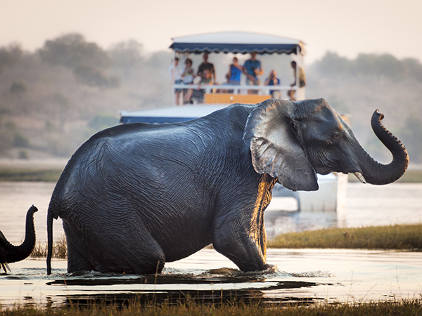 Tourist watching an elephant crossing a river in the Chobe National Park in Botswana, Africa; Concept for travel safari and travel in Africa