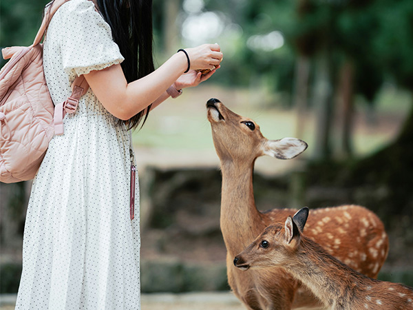 woman feeding nara deer
