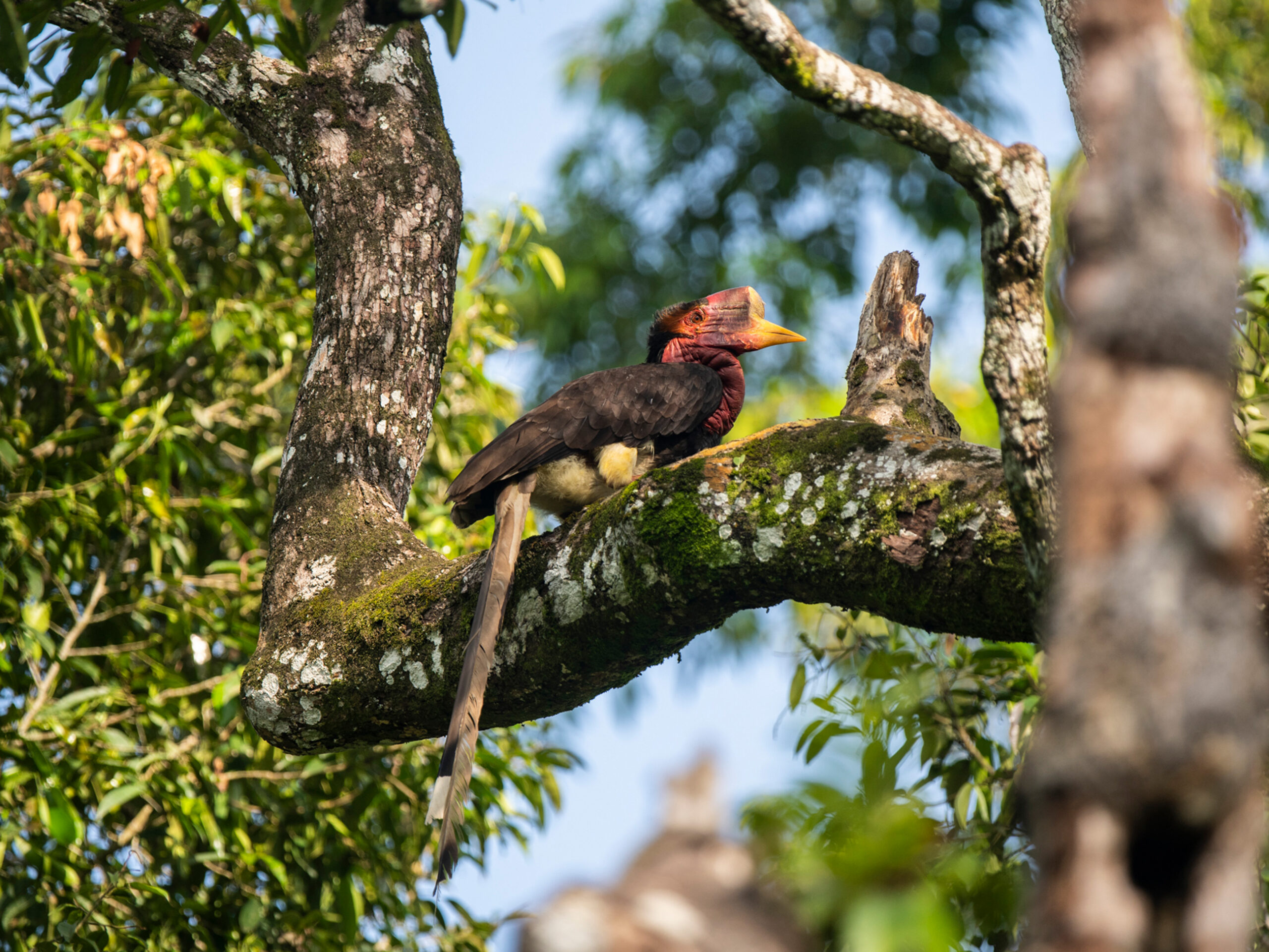 helmeted hornbill resting on a branch