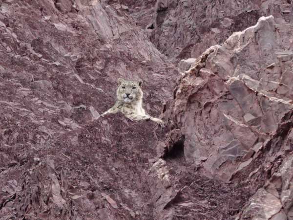 Snow Leopards of Ladakh