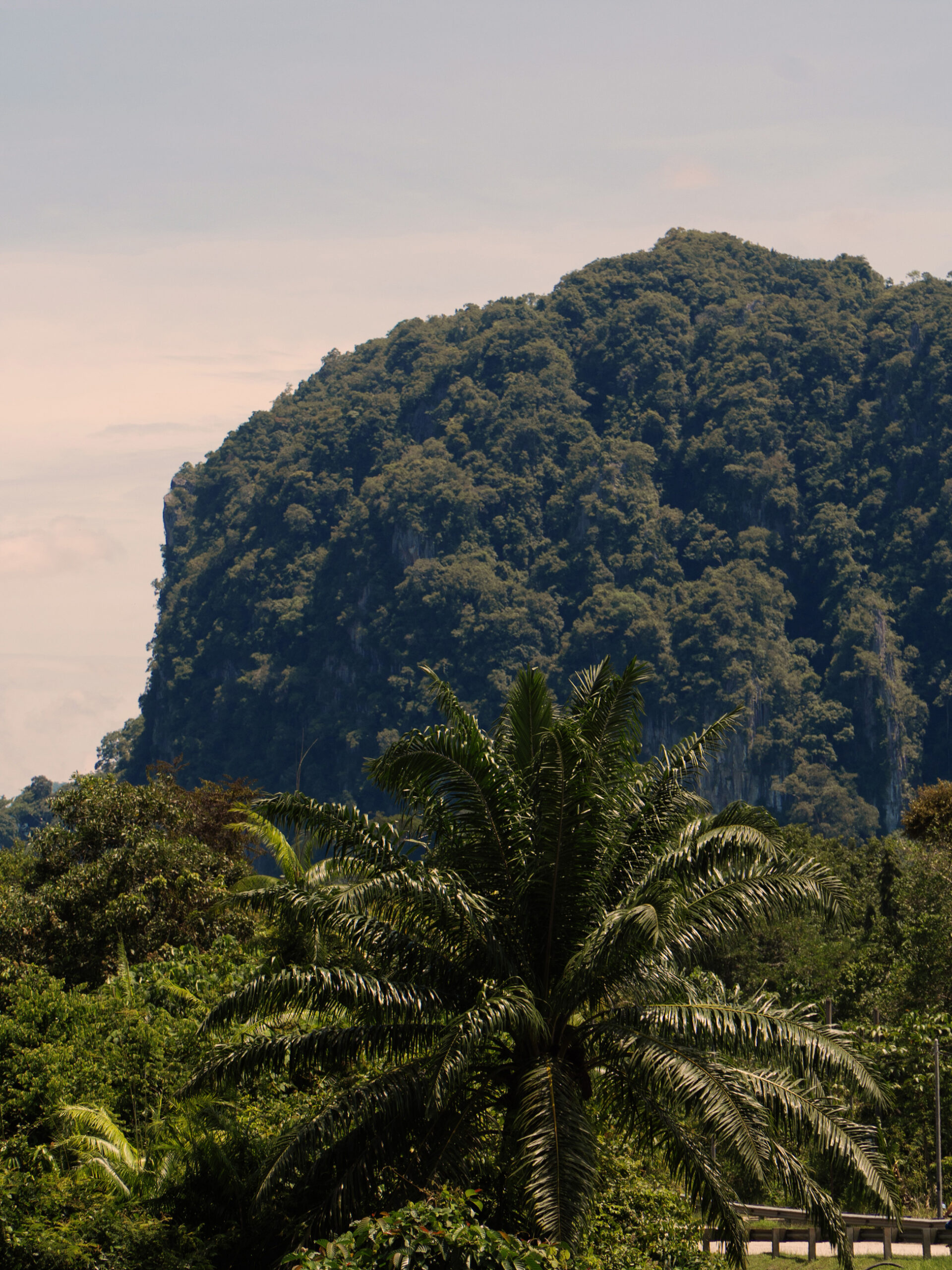 Taman Negara National Park's jungle scenery