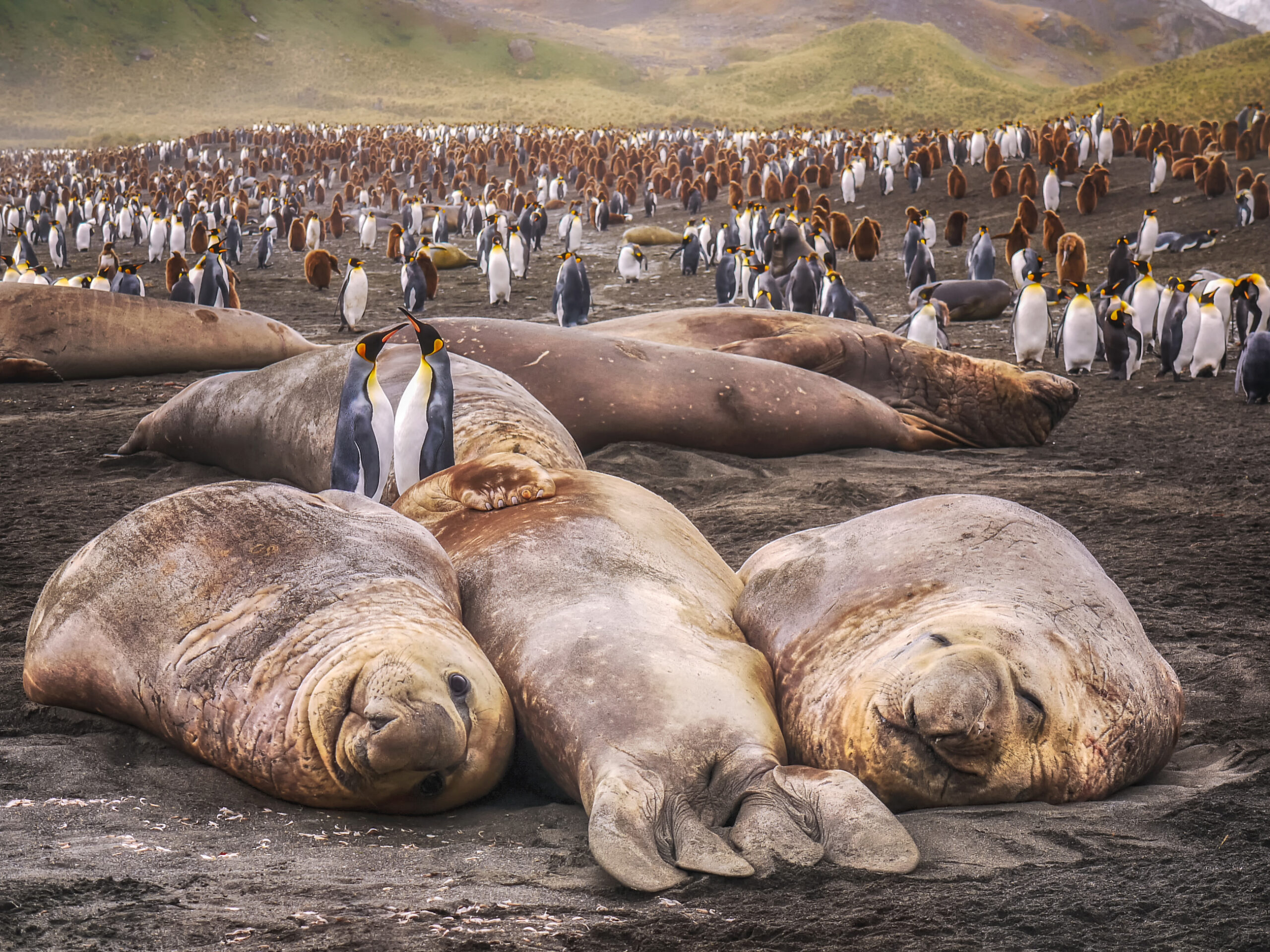 wildlife on South Georgia Island