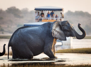 Tourist watching an elephant crossing a river in the Chobe National Park in Botswana, Africa; Concept for travel safari and travel in Africa.