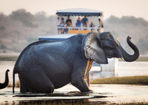 Tourist watching an elephant crossing a river in the Chobe National Park in Botswana, Africa; Concept for travel safari and travel in Africa.