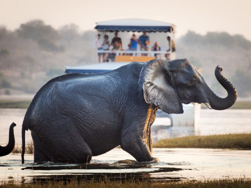 Tourist watching an elephant crossing a river in the Chobe National Park in Botswana, Africa; Concept for travel safari and travel in Africa.