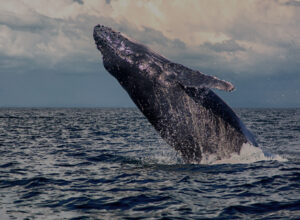 Baby Humpback Whale jumping on its back near panama's islands