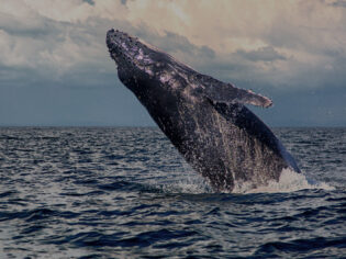 Baby Humpback Whale jumping on its back near panama's islands