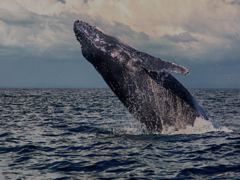 Baby Humpback Whale jumping on its back near panama's islands