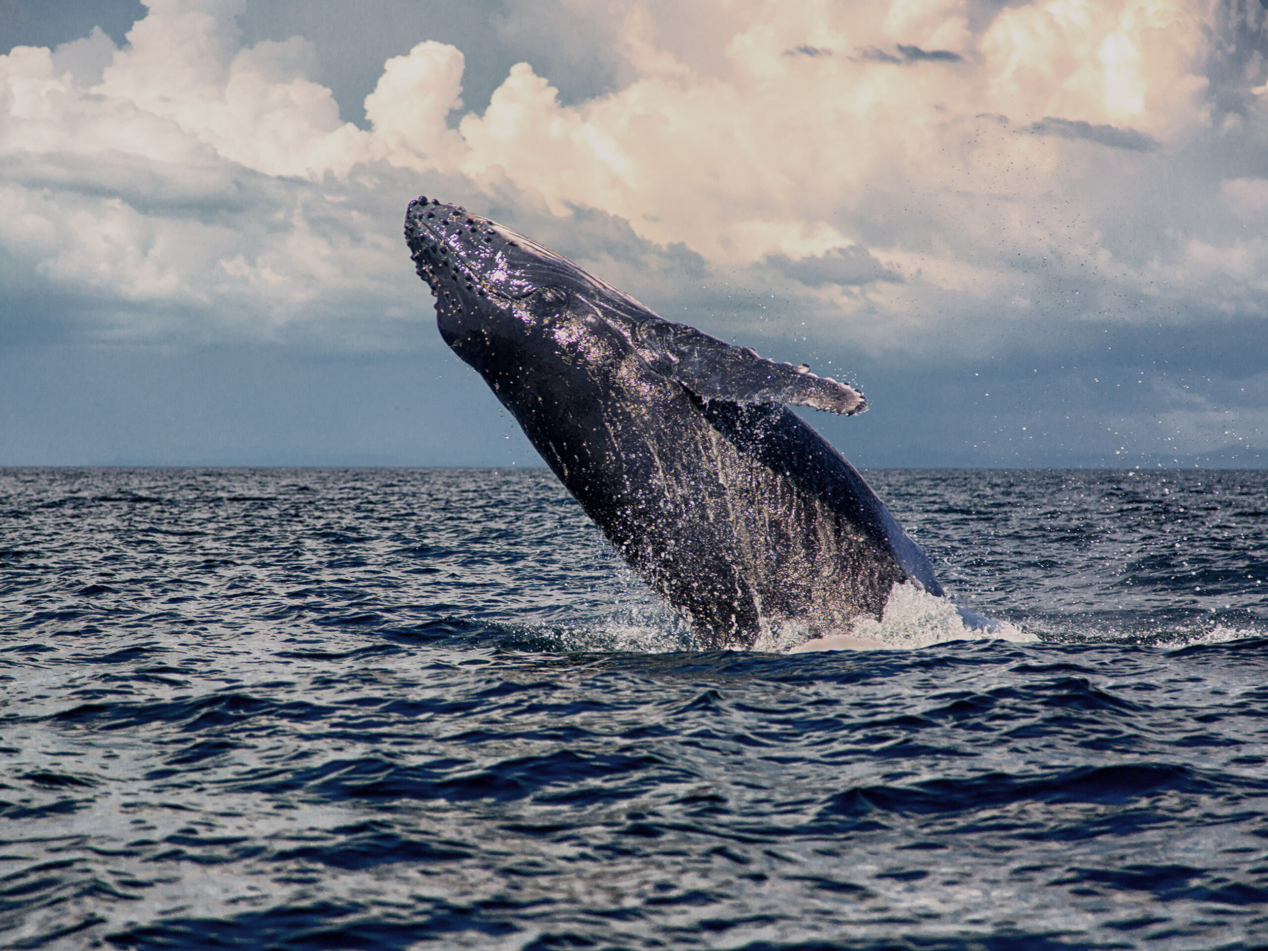 Baby Humpback Whale jumping on its back near panama's islands