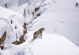 Snow Leopards of Ladakh