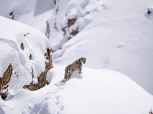Snow Leopards of Ladakh