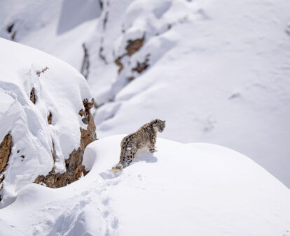Snow Leopards of Ladakh