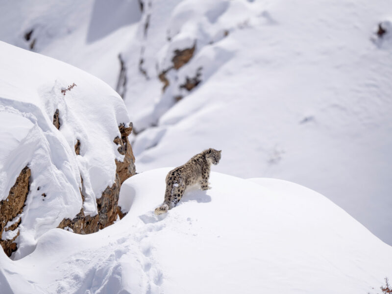 Snow Leopards of Ladakh