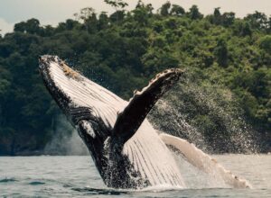 Humpback Whale jumping on its back near islas secas