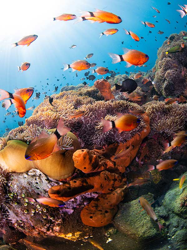 coral ref in labuan bajo indonesia