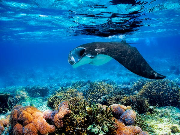 manta ray swimming near komodo indonesia