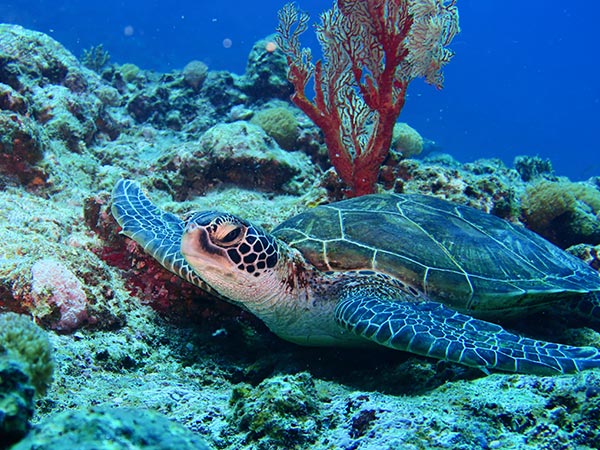 Green Sea Turtle in reef around Miyako Island