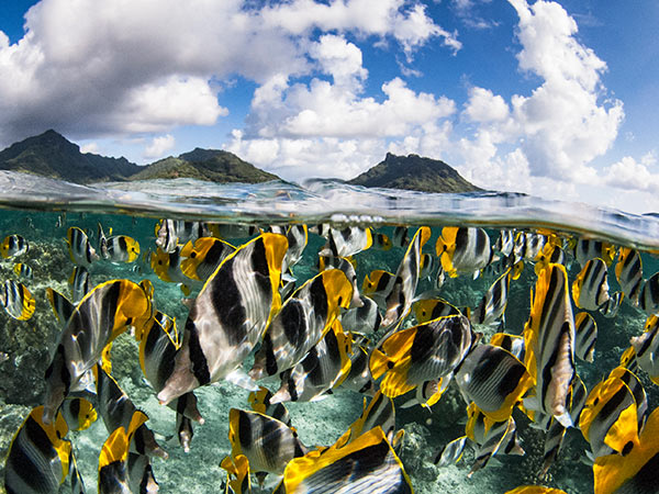 moorea lagoon Pacific Double-saddle Butterflyfish