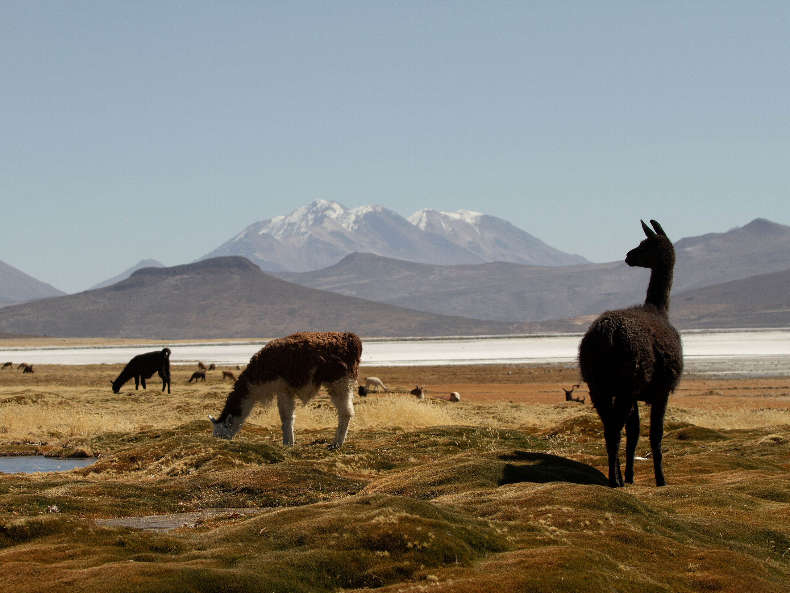 local llamas in Peru