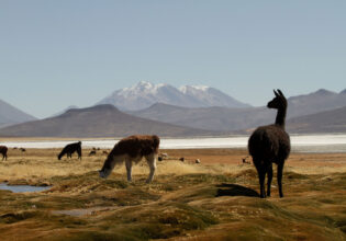 local llamas in Peru