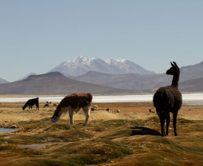 local llamas in Peru