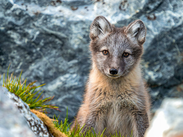 Svalbard Wildlife fox