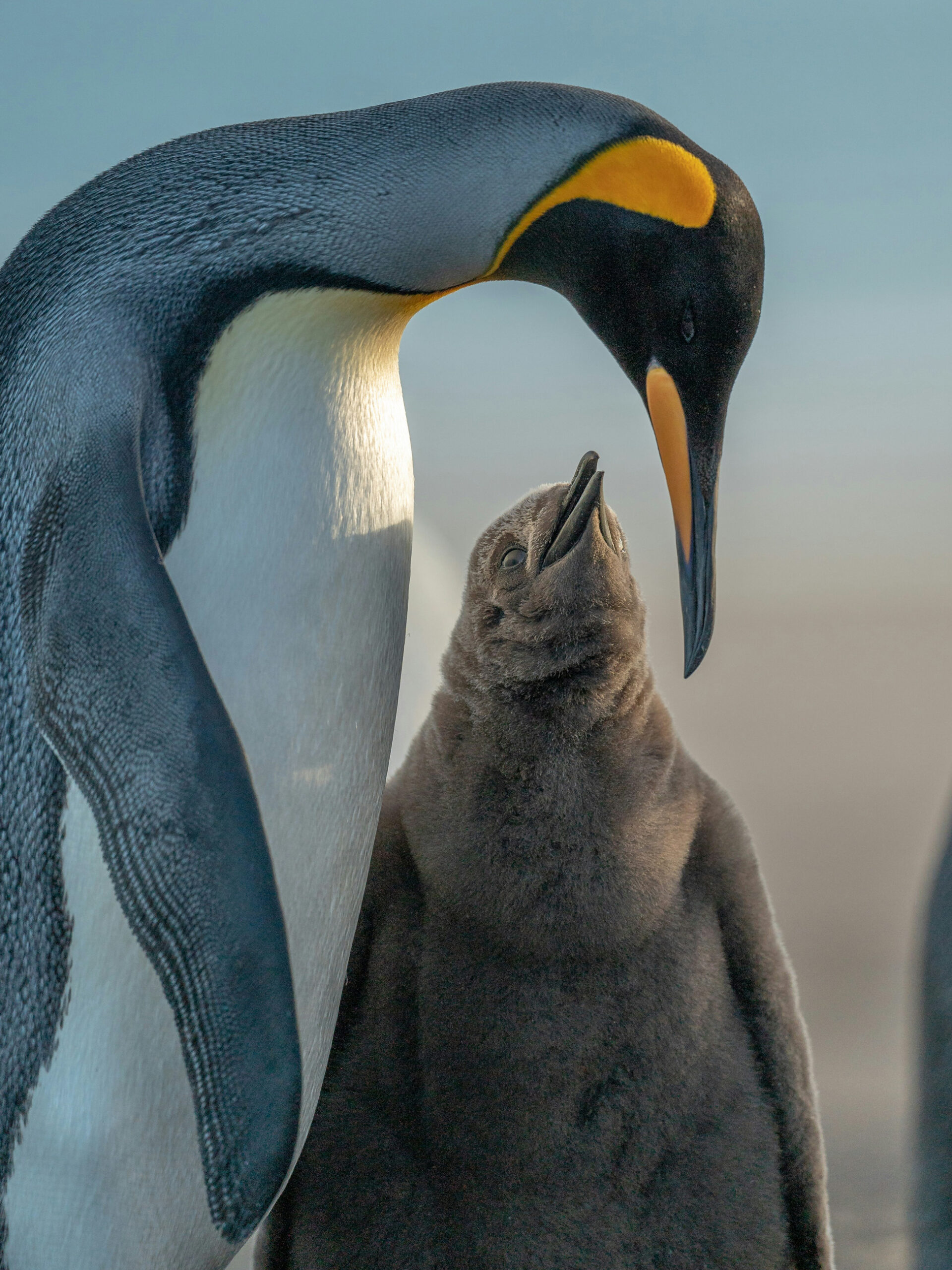 penguins in Antarctica