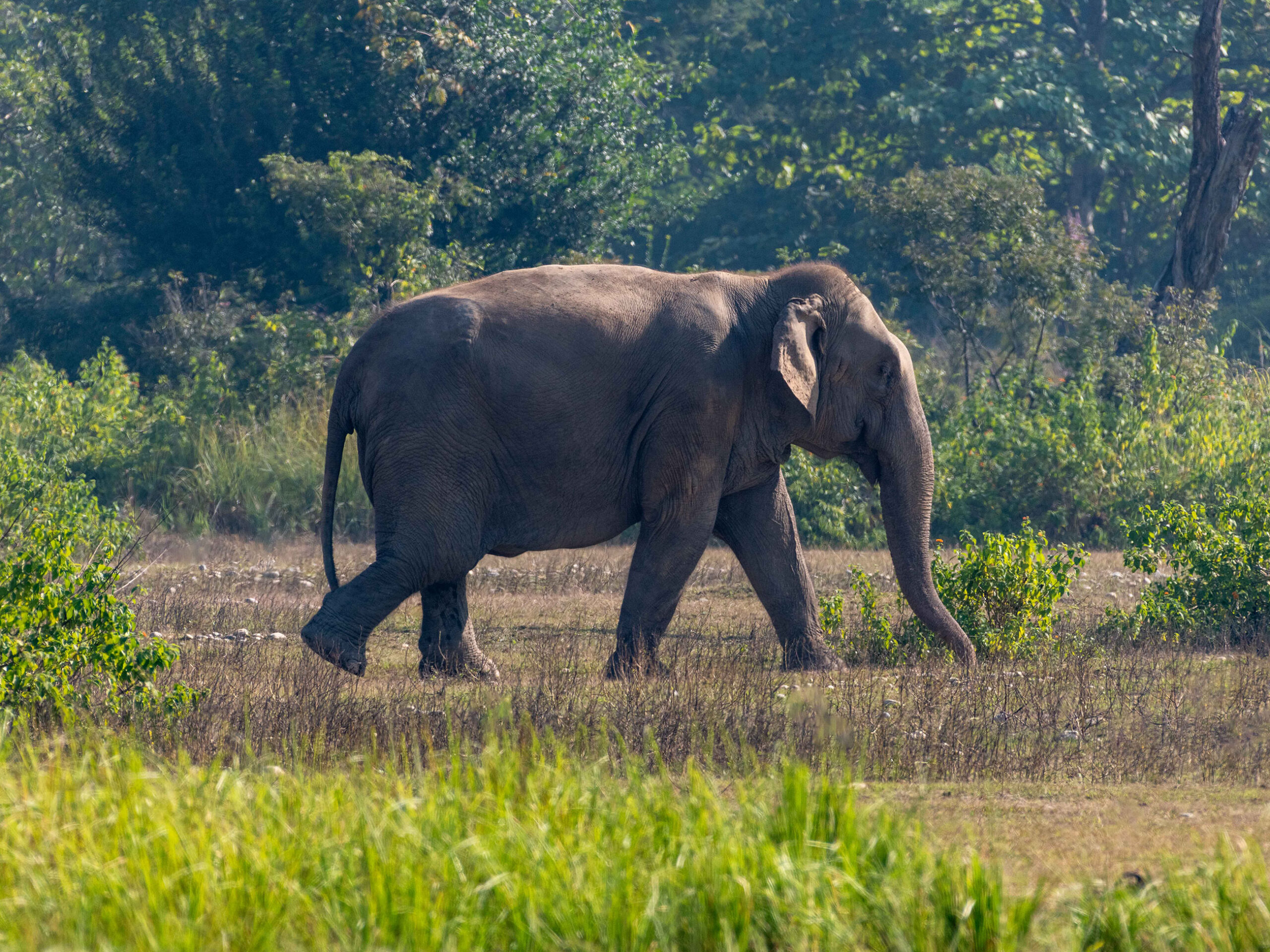 Elephant watch