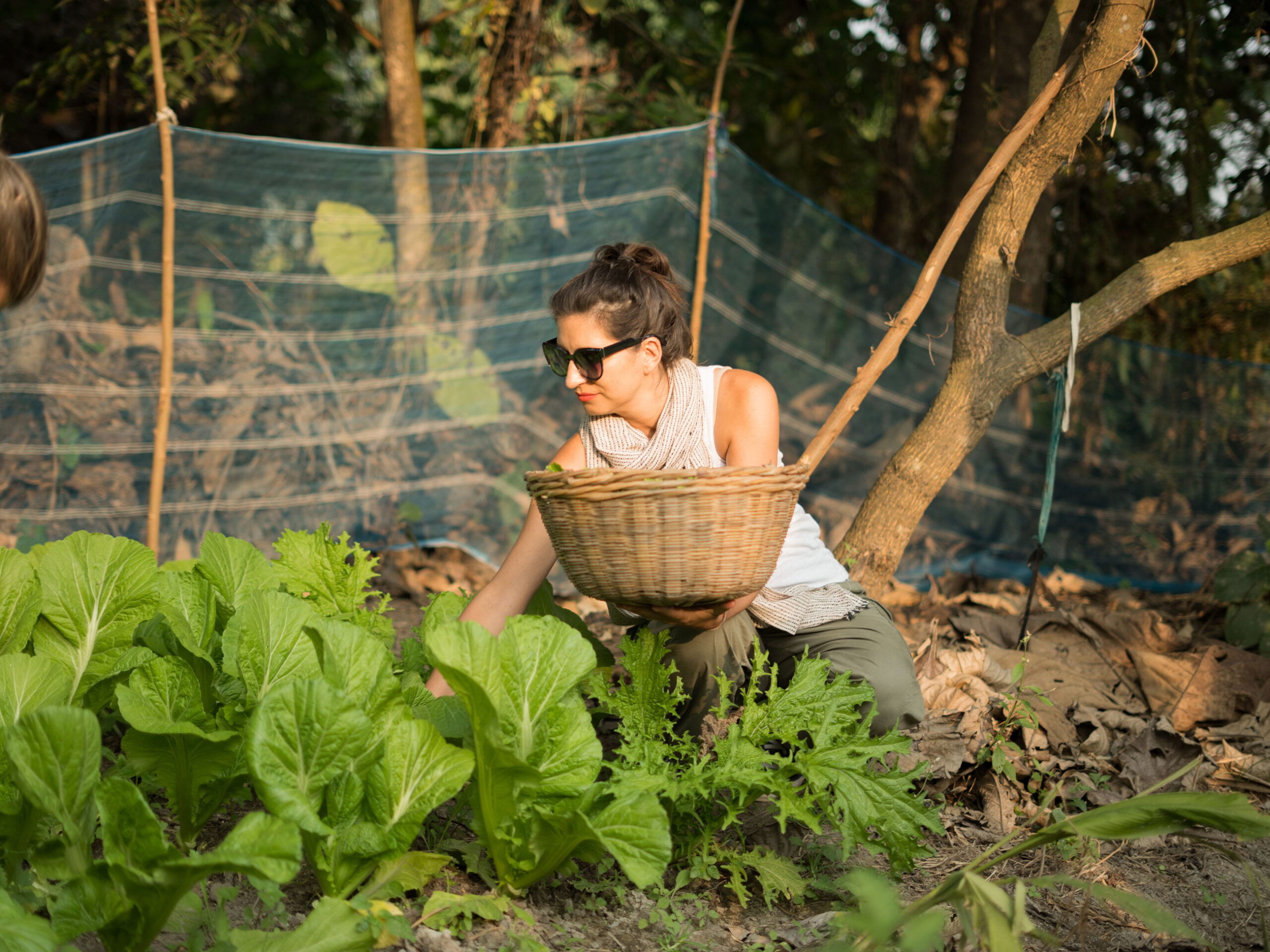 Gathering greens