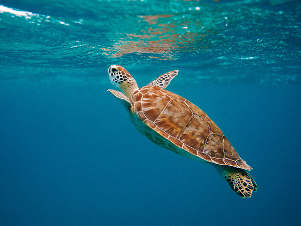 hawksbill turtle underwater