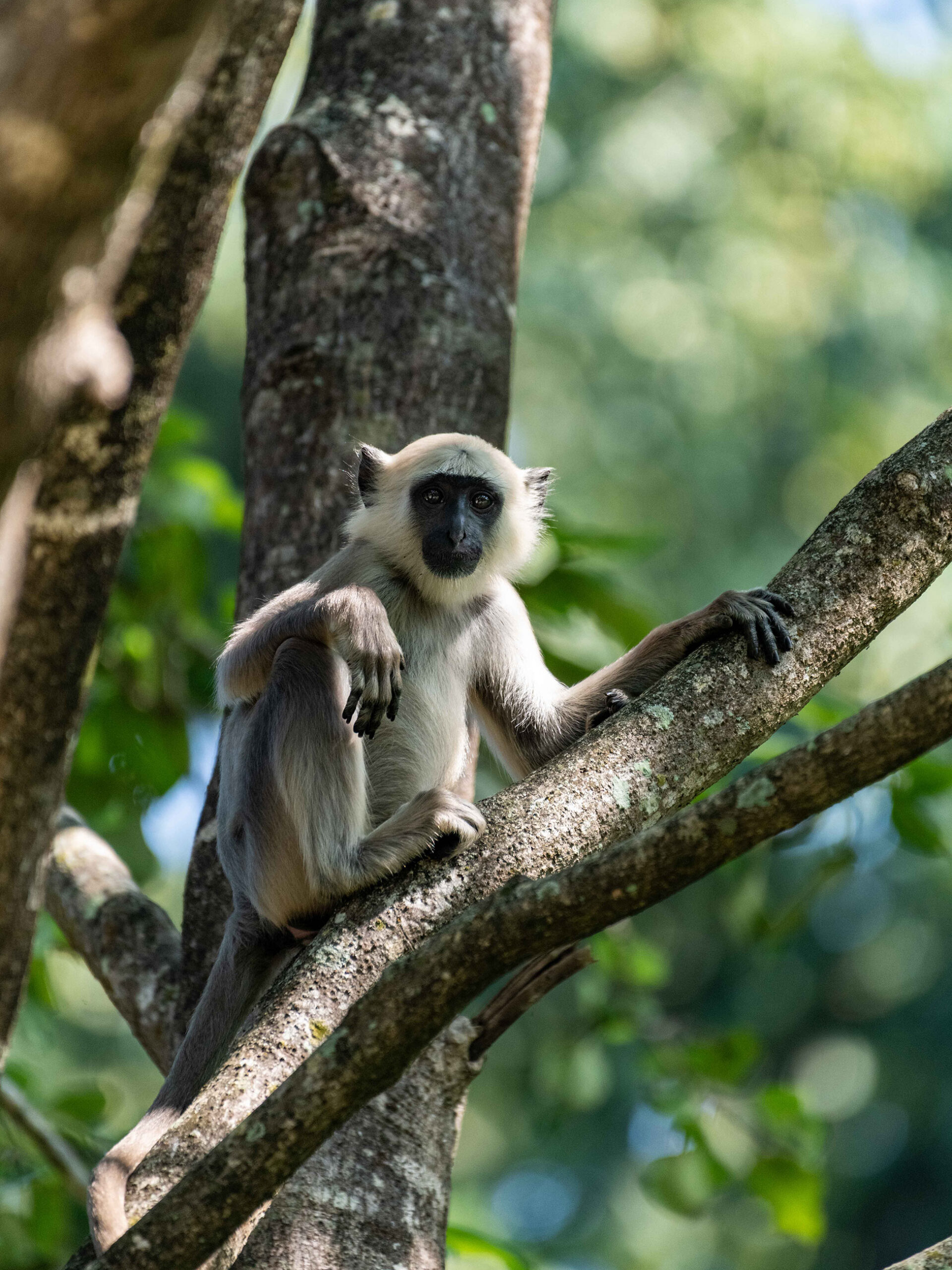 Nepal gray langur