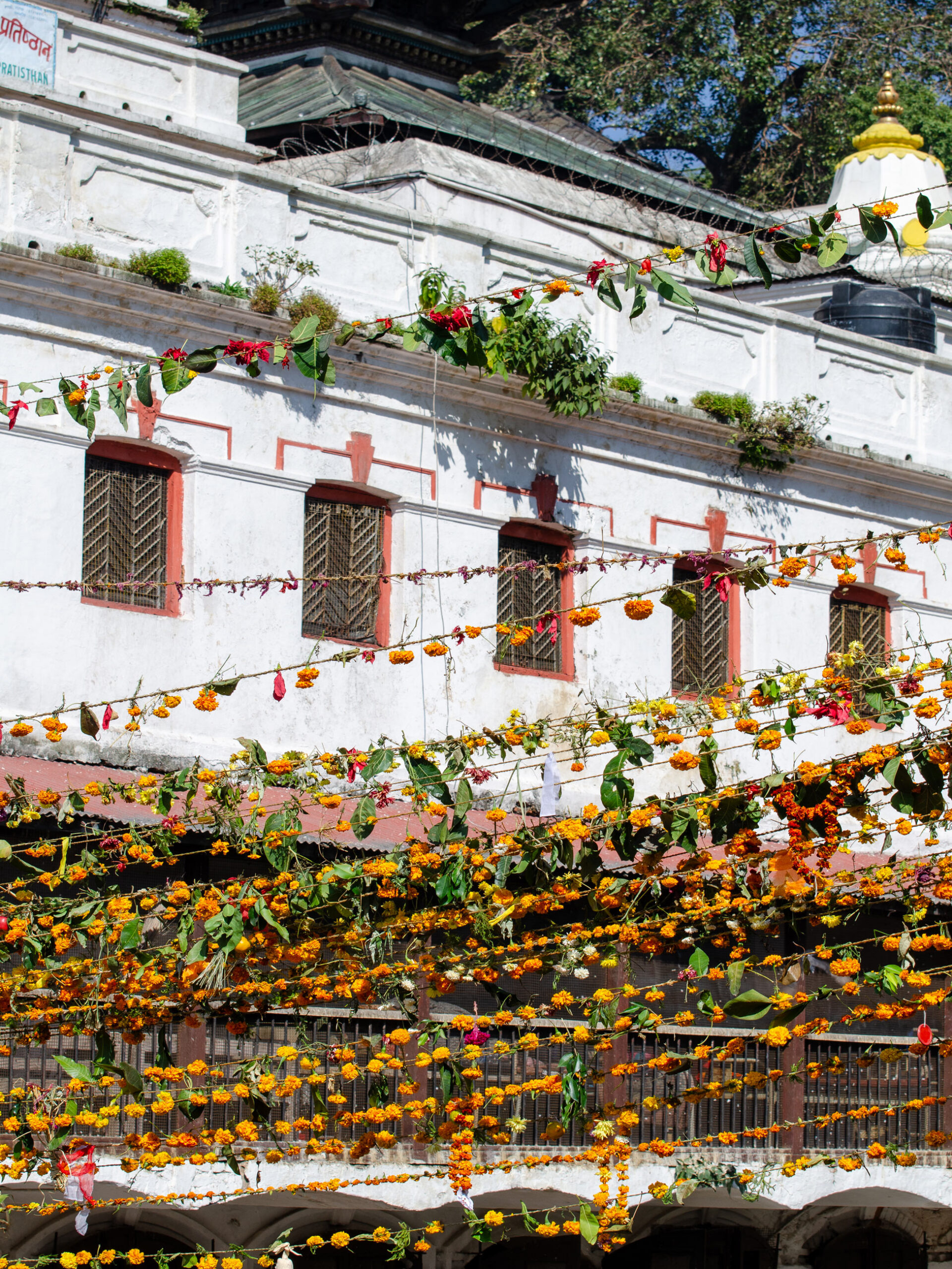 Marigolds 