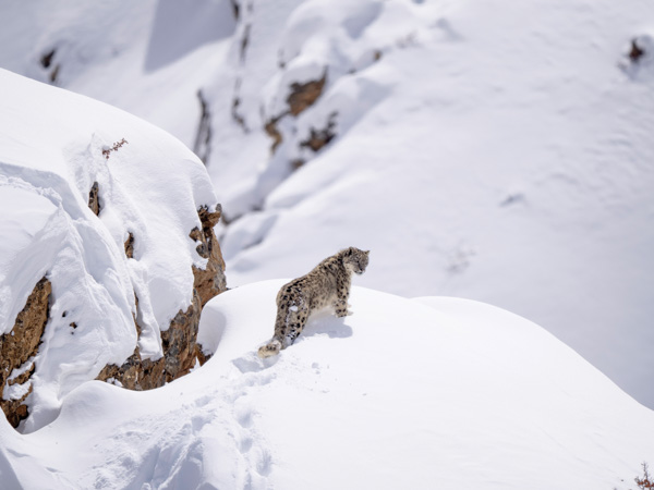 Snow Leopards of Ladakh